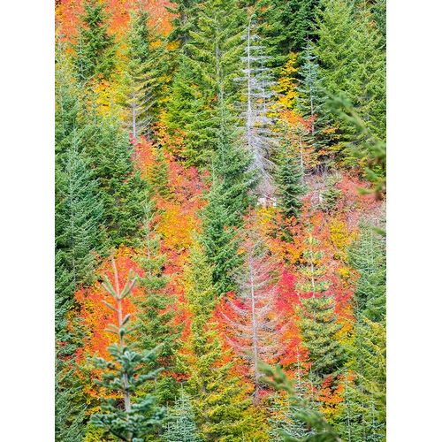 Stampede Pass-Washington State-Cascade Mountains with reds of Vine Maple trees